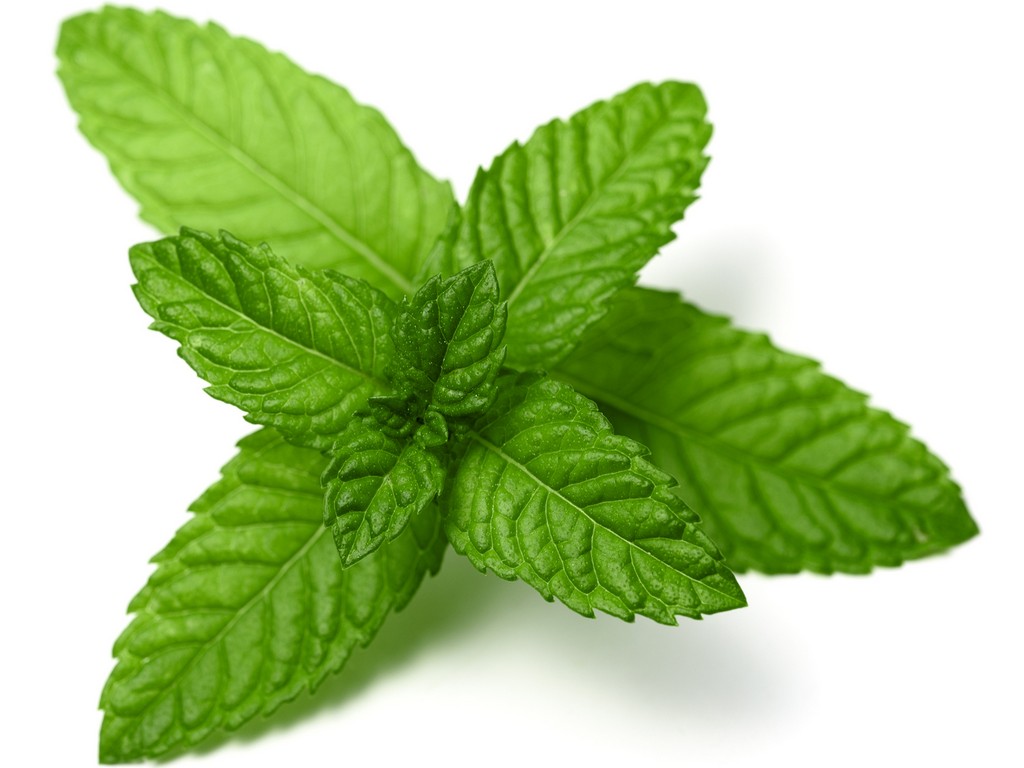 Peppermint Leaf Mentha Piperita Peppermint Leaf Extract Botanical Extracts Manufacturing 3934
