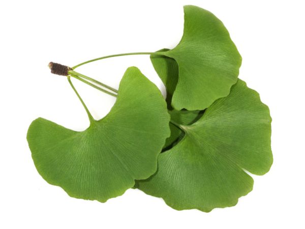 Ginkgo Biloba, FE - 5054A