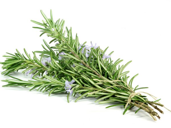 Rosemary Infused Oil - 3818A