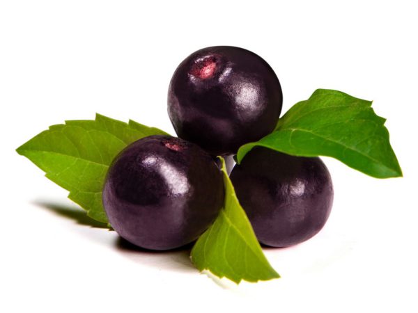 Acai Euterpe Oleracea Fruit Extract