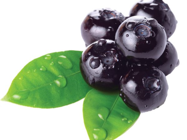 Bilberry Vaccinium Myrtillus Fruit Extract