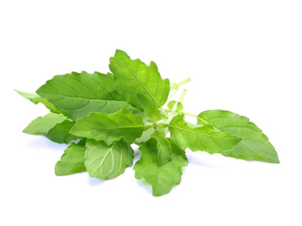 Holy Basil Leaf Ocimum Sanctum Leaf Powder