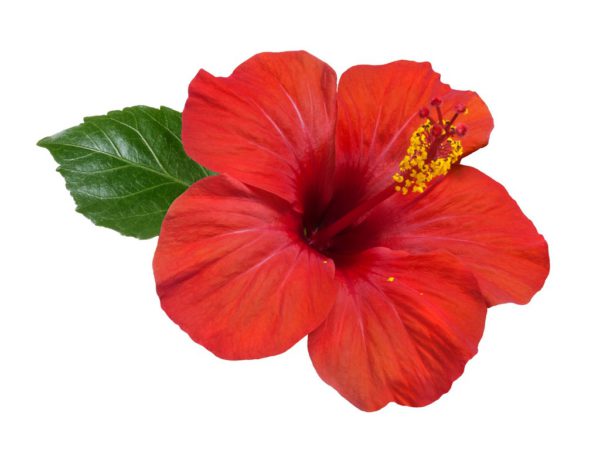 Hibiscus Flower Hibiscus Sabdariffa Flower Extract