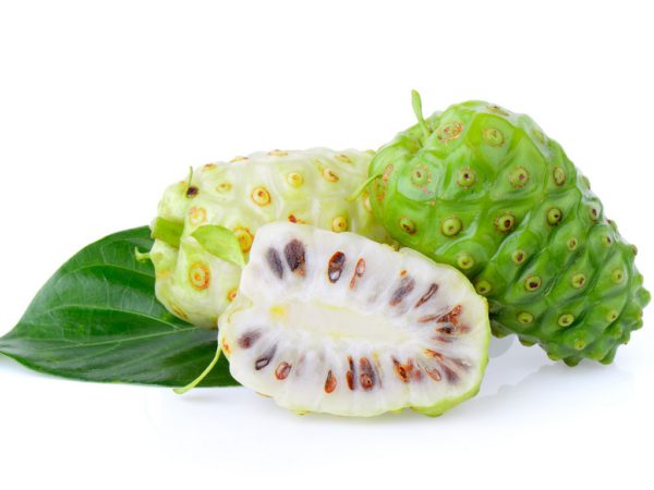 Noni Marinda Citrifolia Fruit Powder