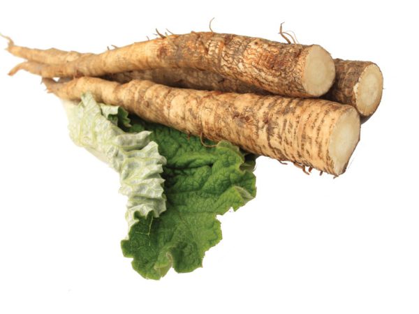 Burdock Root Arctium Lappa Root Extract