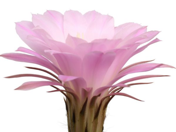 Cactus Grandiflorus Flower Cereus Grandiflorus (Cactus) Flower Extract