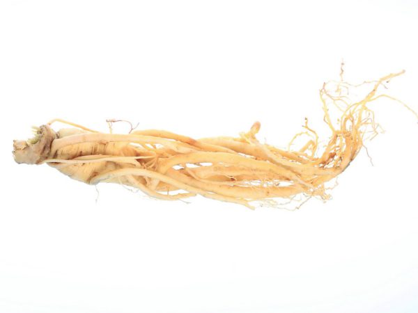 Ginseng, White Chinese Root Panax Ginseng Root Extract