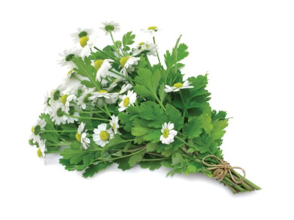 Feverfew, AF - 5466