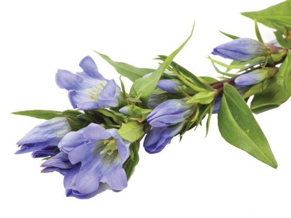 Gentian Root Gentiana Lutea Root Extract