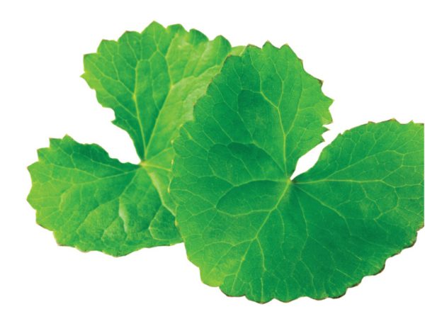 Gotu Kola, FE - 5061