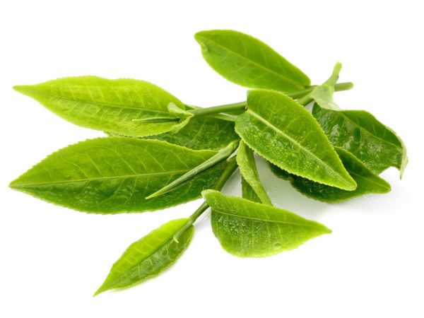 Green Tea Leaf Camellia Sinensis Leaf Extract