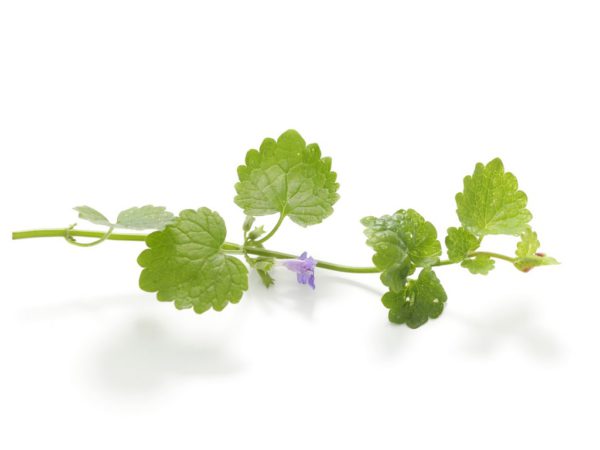 Ground Ivy Glechoma Hederacea Extract