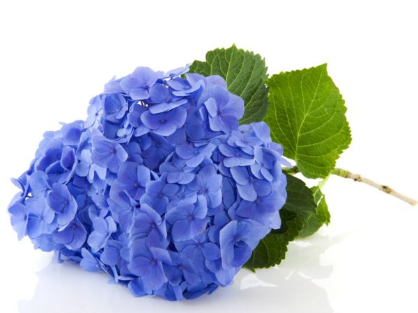 Hydrangea 4:1, PE - 4348