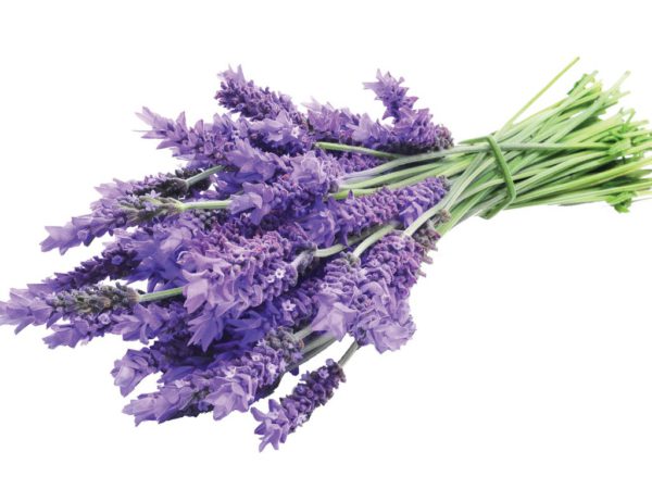 Lavender Flower Lavandula Angustifolia (Lavender) Flower Extract