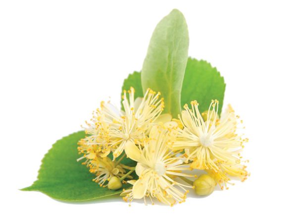 Linden Flower Tilia Europaea Flower Extract