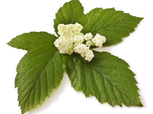 Meadowsweet Spiraea Ulmaria Flower Extract