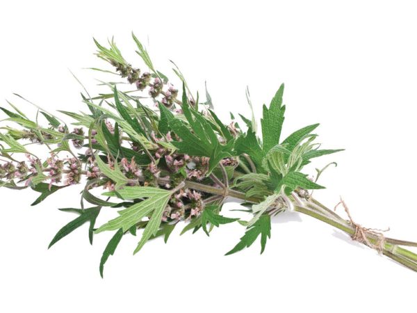 Motherwort Herb Leonurus Cardiaca Extract