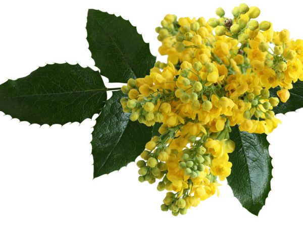 Oregon Grape Root Mahonia Aquifolium Root Extract