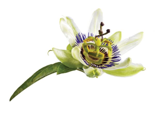 Passionflower Herb Passiflora Incarnata Flower Extract