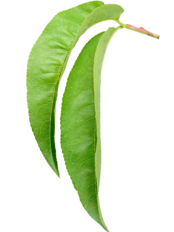 Peach Leaf Prunus Persica (Peach) Leaf Extract