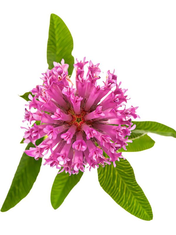 Red Clover Tops, AF - 5530