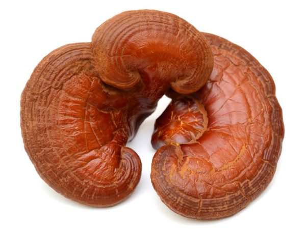 Reishi Ganoderma Lucidum (Mushroom) Extract