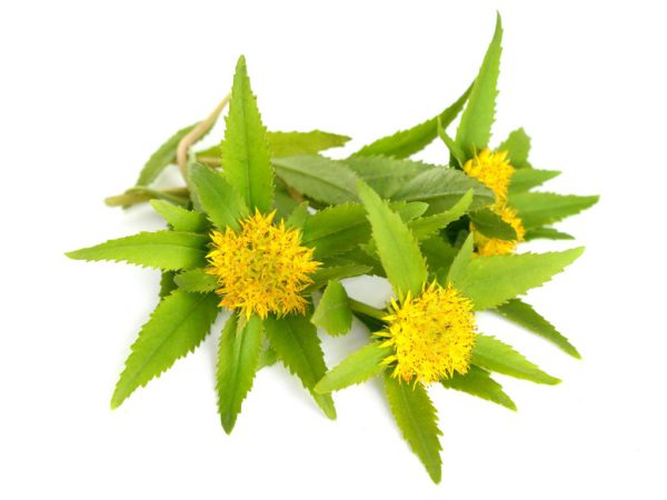 Rhodiola Rhodiola Rosea Root Extract