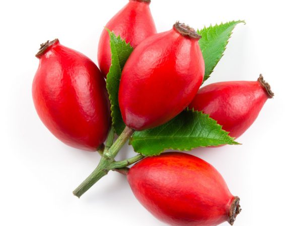 Rose Hips Rosa Canina Fruit Extract