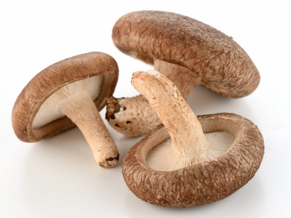 Shiitake Lentinus Edodes Extract