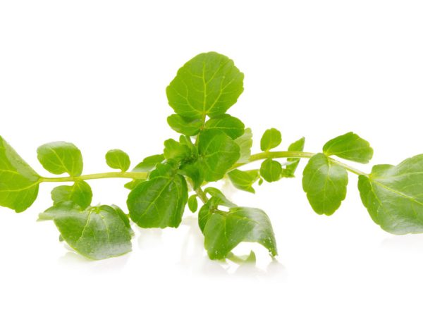 Watercress Nasturtium Officinale Flower/Leaf Extract