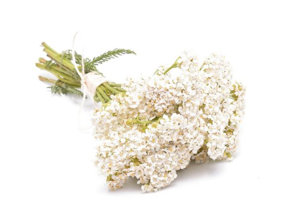 Yarrow Flowers, PE - 4694