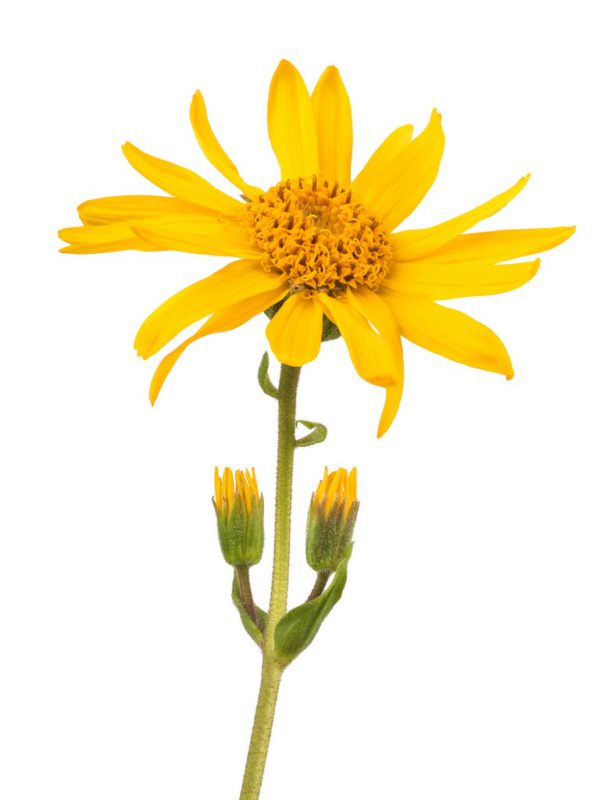 Mexican Arnica Flower Heterotheca Inuloides Flower Extract