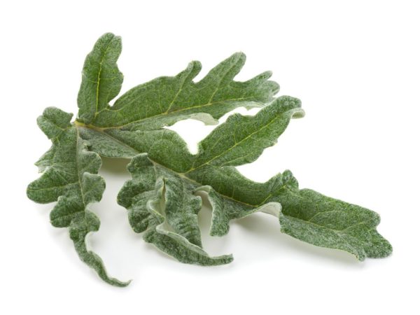 Artichoke Leaf Cynara Scolymus (Artichoke) Leaf Extract