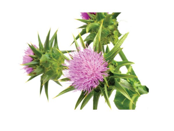 Blessed Thistle Herb Carbenia Benedicta Extract