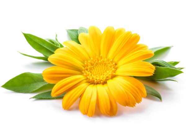 Calendula Flower Calendula Officinalis Flower Extract