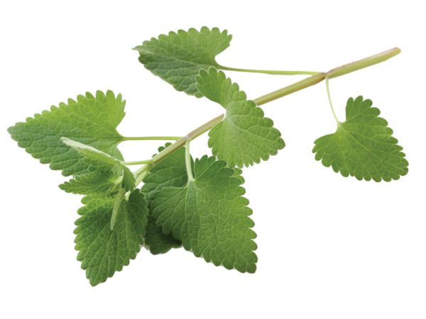 Catnip Herb Nepeta Cataria Extract