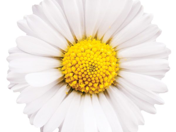 Chamomile Flower Chamomilla Recutita (Matricaria) Flower Extract