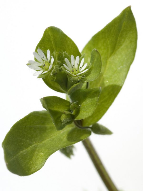 Chickweed Herb Stellaria Media (Chickweed) Extract