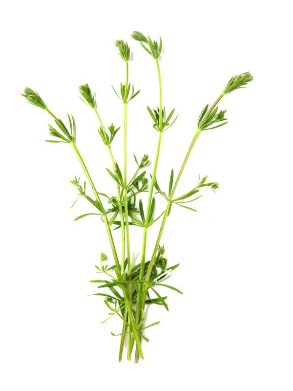 Cleavers Herb Galium Aparine Extract