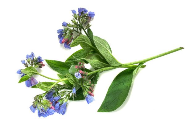 Comfrey Leaf Symphytum Officinale Leaf Extract