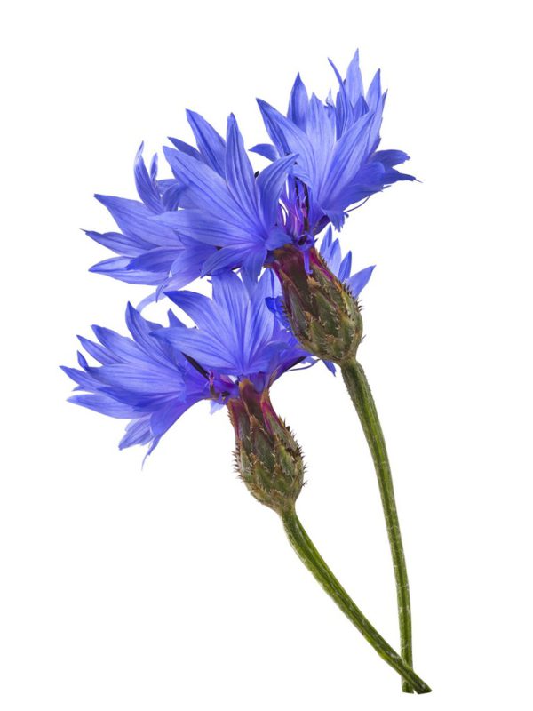 Corn Flower Centaurea Cyanus Flower Extract