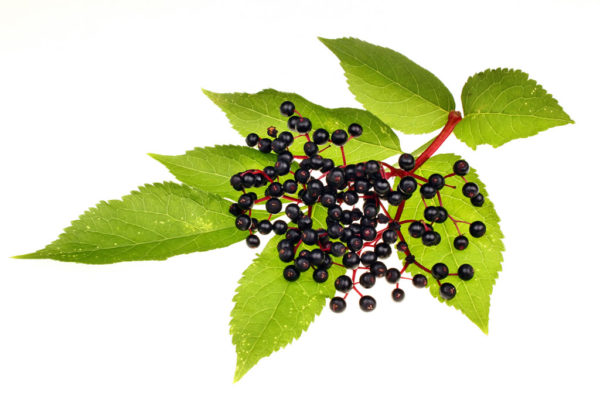 Elderberry Sambucus Nigra Fruit Extract