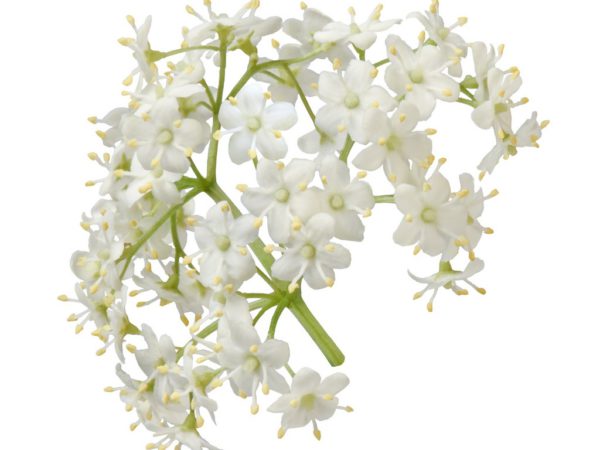 Elder Flowers, FE - 5044