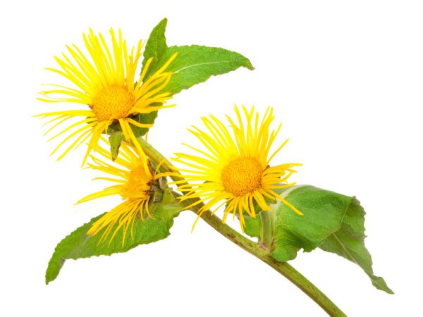 Elecampane Root Inula Helenium Extract