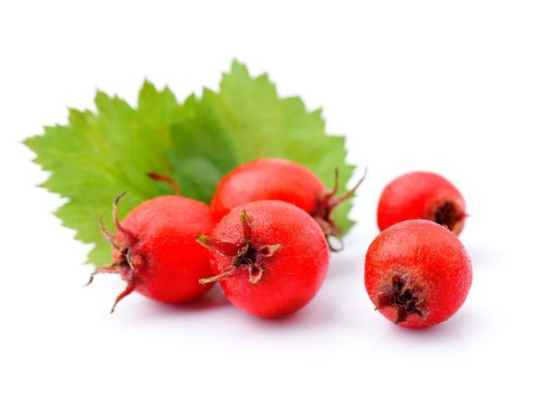 Hawthorn Berries, FE - 5063