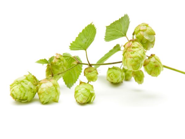 Hops, FE - 5066