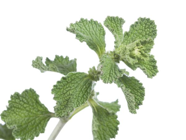 Horehound Herb Marrubium Vulgare Extract