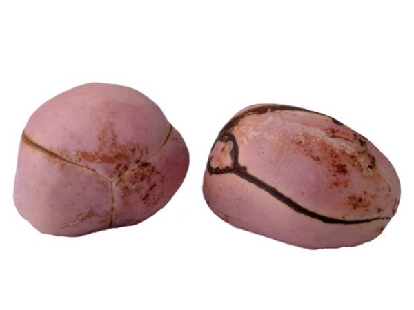 Kola Nut, FE - 5077