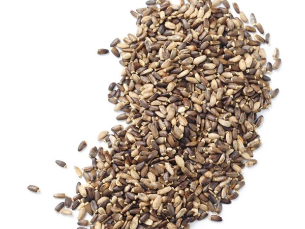 Milk Thistle Seed Silybum Marianum Seed Extract