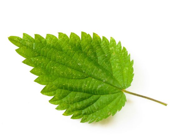 Nettle Leaf Urtica Dioica (Nettle) Leaf Extract